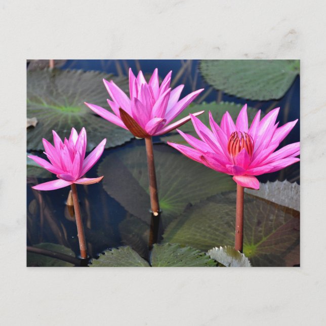 Thailand - Sukhothai lotus Holiday Postcard (Front)