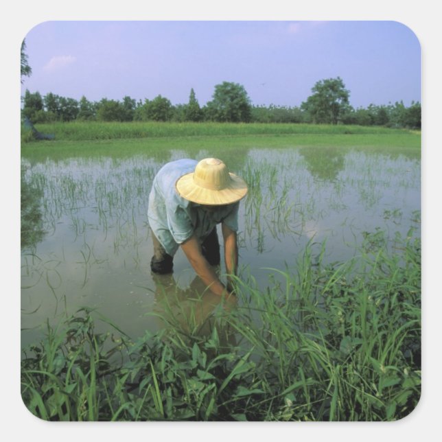 Thailand, Sukhothai. Rice farmer. MR. Square Sticker (Front)