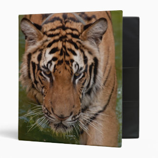 Thailand Tiger Avery Binder