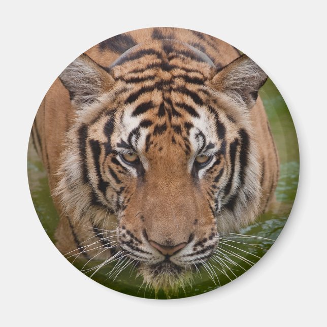 Thailand Tiger Fridge Magnet (Front)