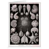 THALAMOPHORA Kammerlinge Protozoa (Front)