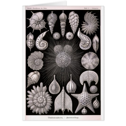 THALAMOPHORA Kammerlinge Protozoa Cards (Front)