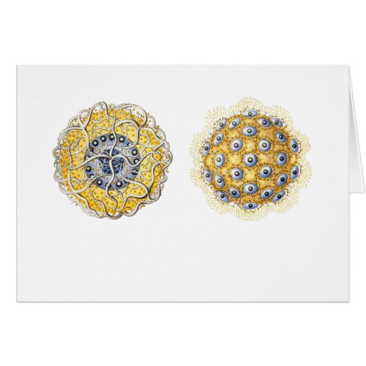 Thalassoxanthium Cards (Front Horizontal)