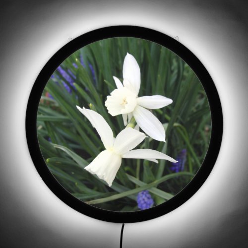 Thalia Daffodils in Bloom LED Sign