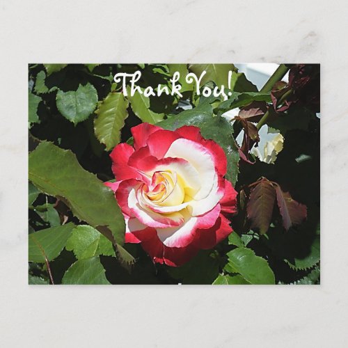 Thank someone with a Red Tipped Balboa Island Rose Postcard
