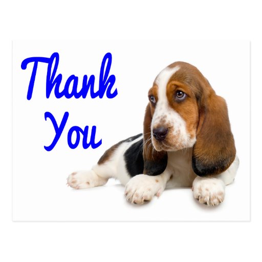 Thank You Basset Hound Greeting Post Card | Zazzle