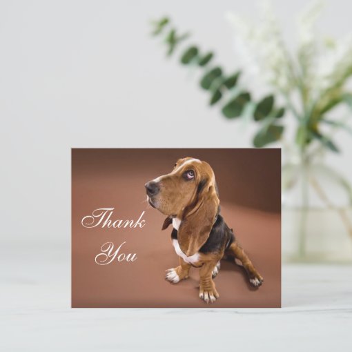 Thank You Basset Hound Greeting Post Card | Zazzle