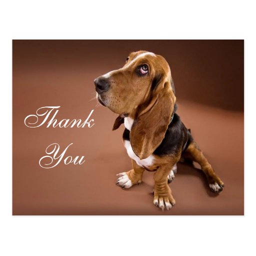 Thank You Basset Hound Greeting Post Card | Zazzle