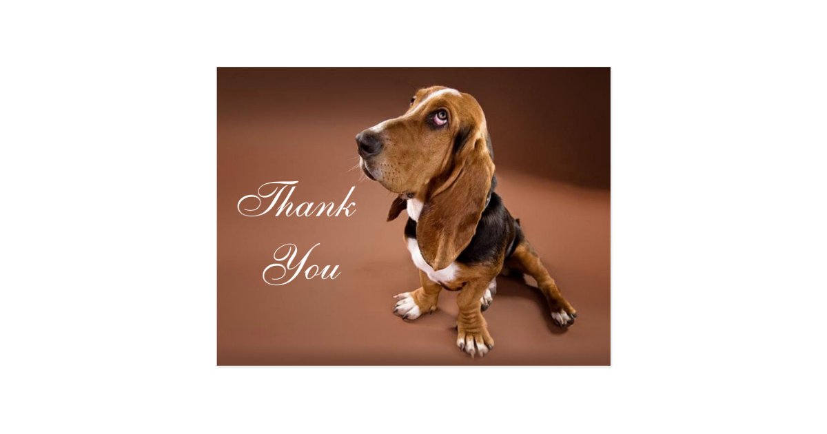 Thank You Basset Hound Greeting Post Card | Zazzle.com