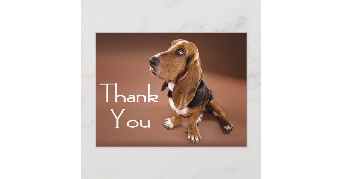 Thank You Basset Hound Greeting Post Card | Zazzle