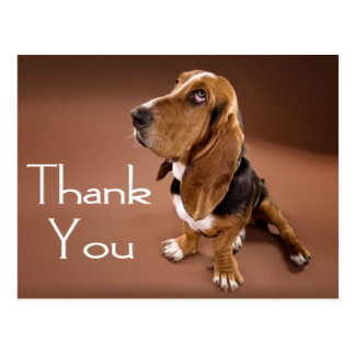 Basset Hound Cards | Zazzle