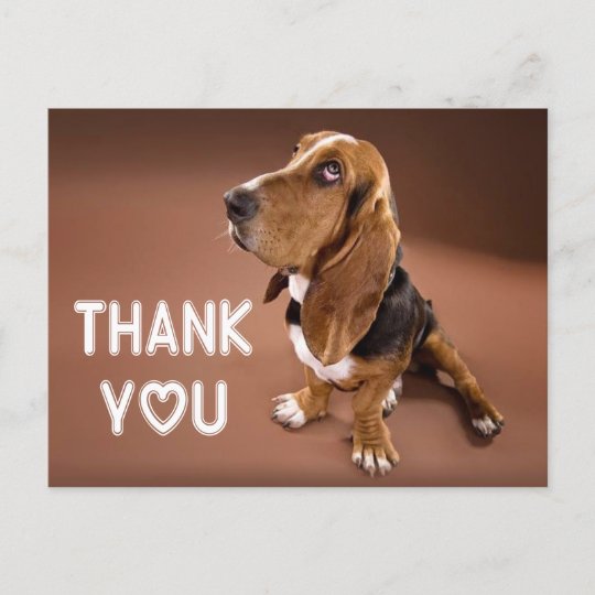 Thank You Basset Hound Puppy Dog Brown Postcard | Zazzle.com