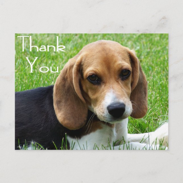 Thank You Beagle Puppy Dog Greeting Post Card (Front)
