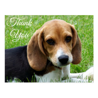 Beagle Cards, Beagle Card Templates, Postage, Invitations, Photocards ...