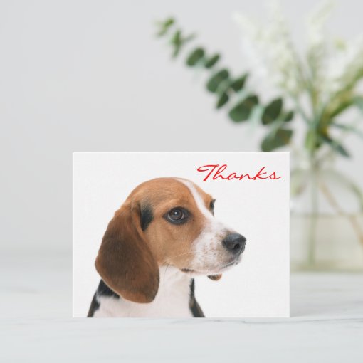 Thank You Beagle Puppy Dog Greeting Postcard | Zazzle