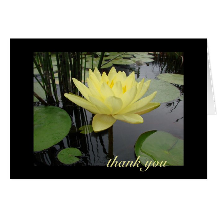 Thank You   Beautiful Water Lily Cards