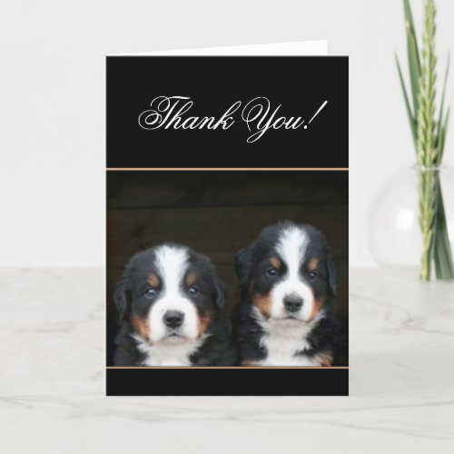 Thank You Bernese mountain dog pups card