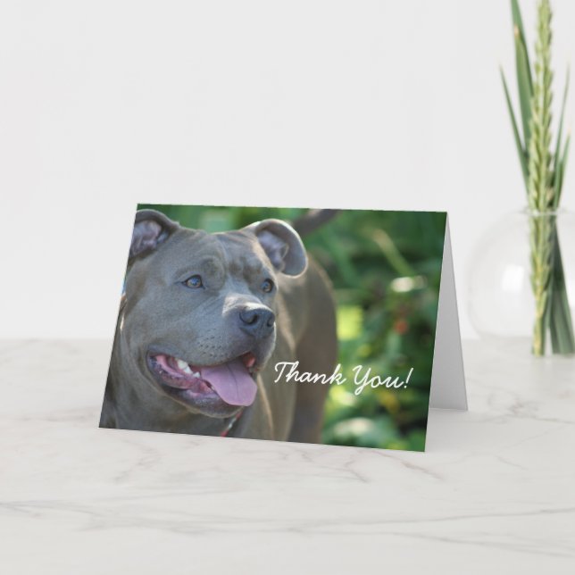 Thank You Blue pitbull dog greeting card (Front)