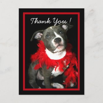 Thank You Blue Pitbull Puppy Postcard by ritmoboxer at Zazzle