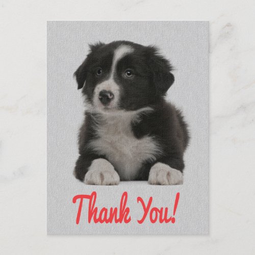 Thank You Border Collie Puppy Dog Post Card