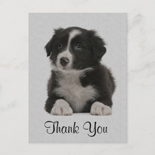 Thank You Border Collie Puppy Dog Post Card