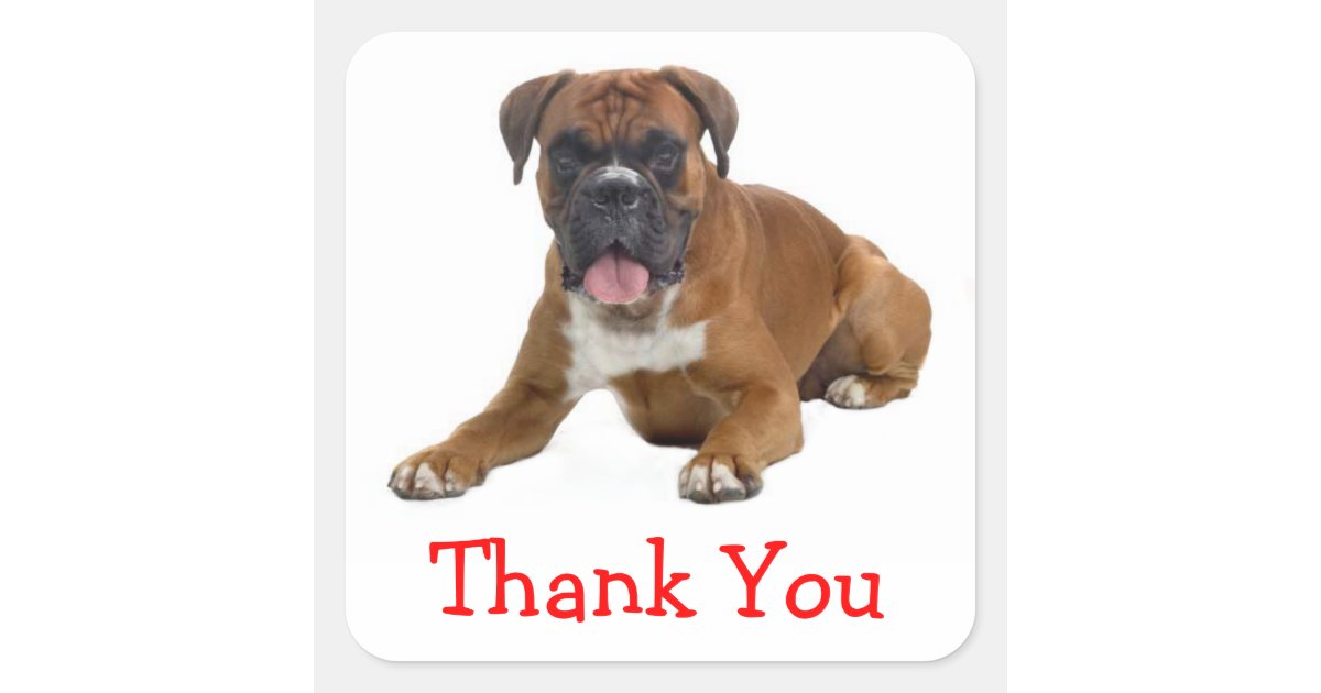 Thank You Boxer Puppy Dog Greeting Sticker | Zazzle.com