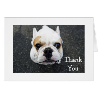 Bulldog Thank You Cards | Zazzle