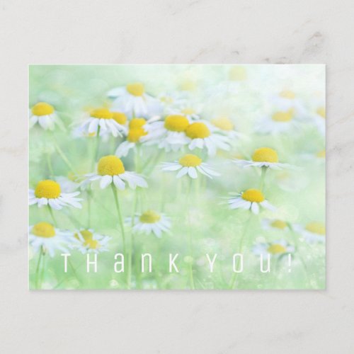 Thank You Card Daisies in a Field Postcard