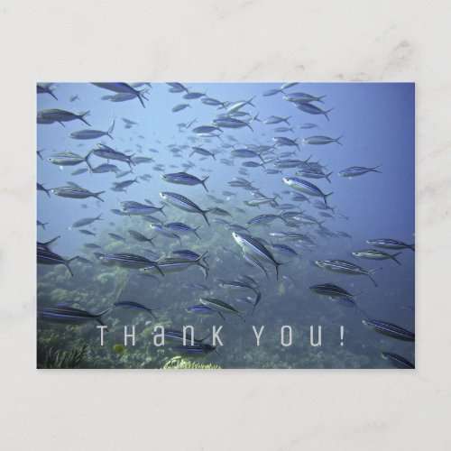 Thank You Card Shoal of Fish Diving Underwater Postcard