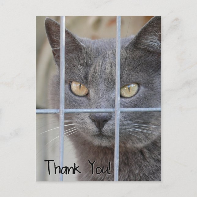 Thank You! Cat Postcard (Front)