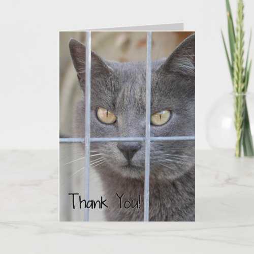 Thank You Cat Thank You Card