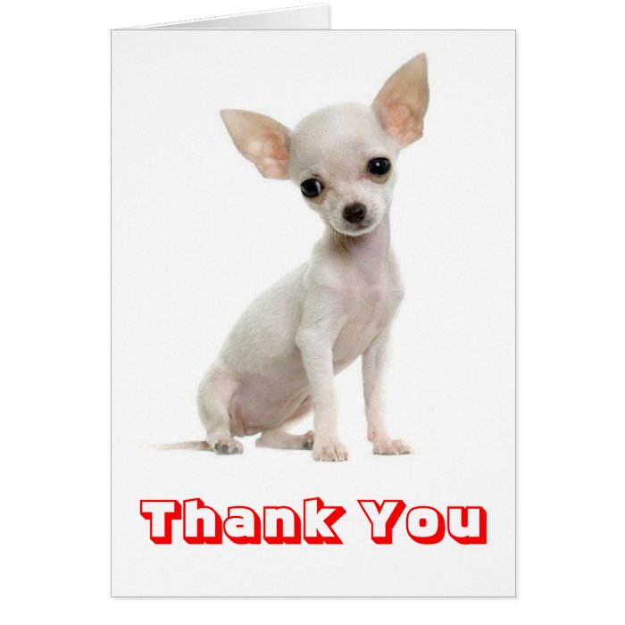 Thank You Chihuahua Puppy Dog Greeting Card