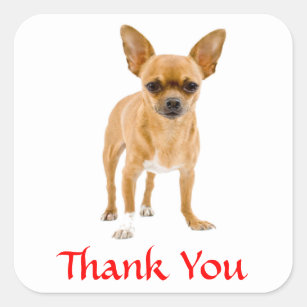 Thank You Chihuahua Puppy  Dog Greetings Sticker