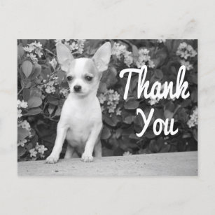 Thank You Chihuahua Puppy Dog Postcard