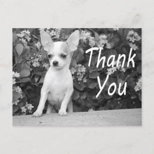 Thank You Chihuahua Puppy Dog Postcard