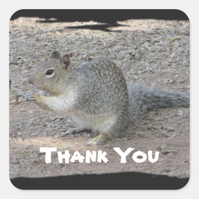Thank You Cute Gray Squirrel Photo Appreciation Square Sticker (Front)