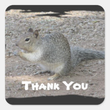 Thank You Cute Gray Squirrel Photo Appreciation