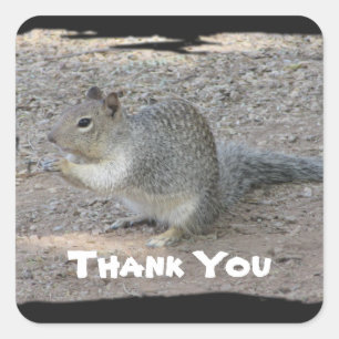 Thank You Cute Gray Squirrel Photo Appreciation Square Sticker