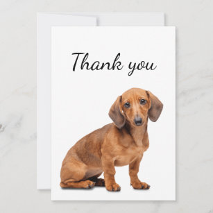 66+ Dachshund Thank You Cards | Zazzle