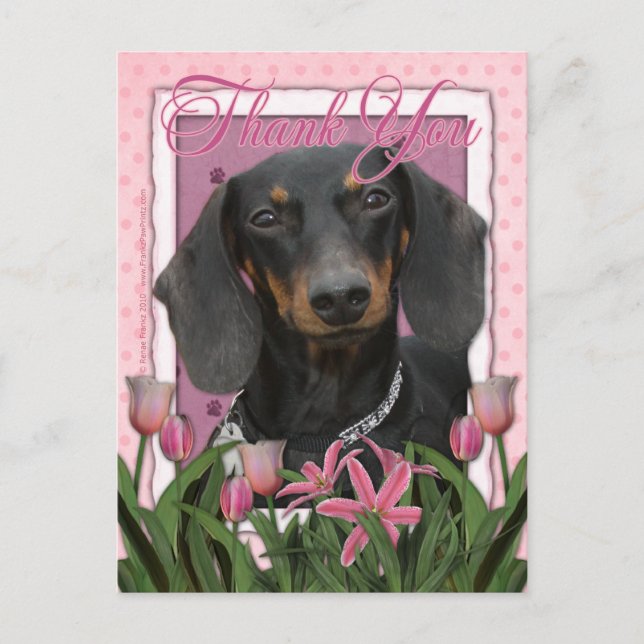 Thank You - Dachshund - Winston Postcard (Front)