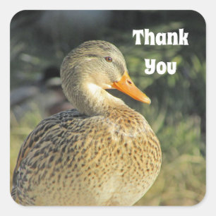 Thank You Duck Photo Nature Appreciation Square Sticker