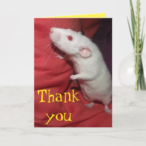 thank you Dumbo Rat card