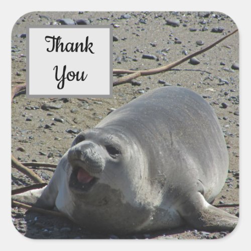 Thank You Elephant Seal Photo Appreciation