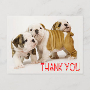 Thank You English Bulldog Puppy Dogs Postcard