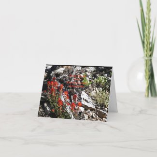 Thank You for Sympathy, Red Flowers and Rocks