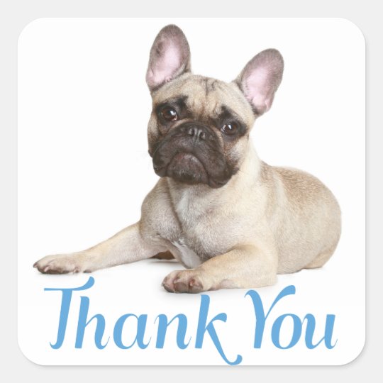 Thank You French Bulldog Puppy Dog Sticker | Zazzle.com