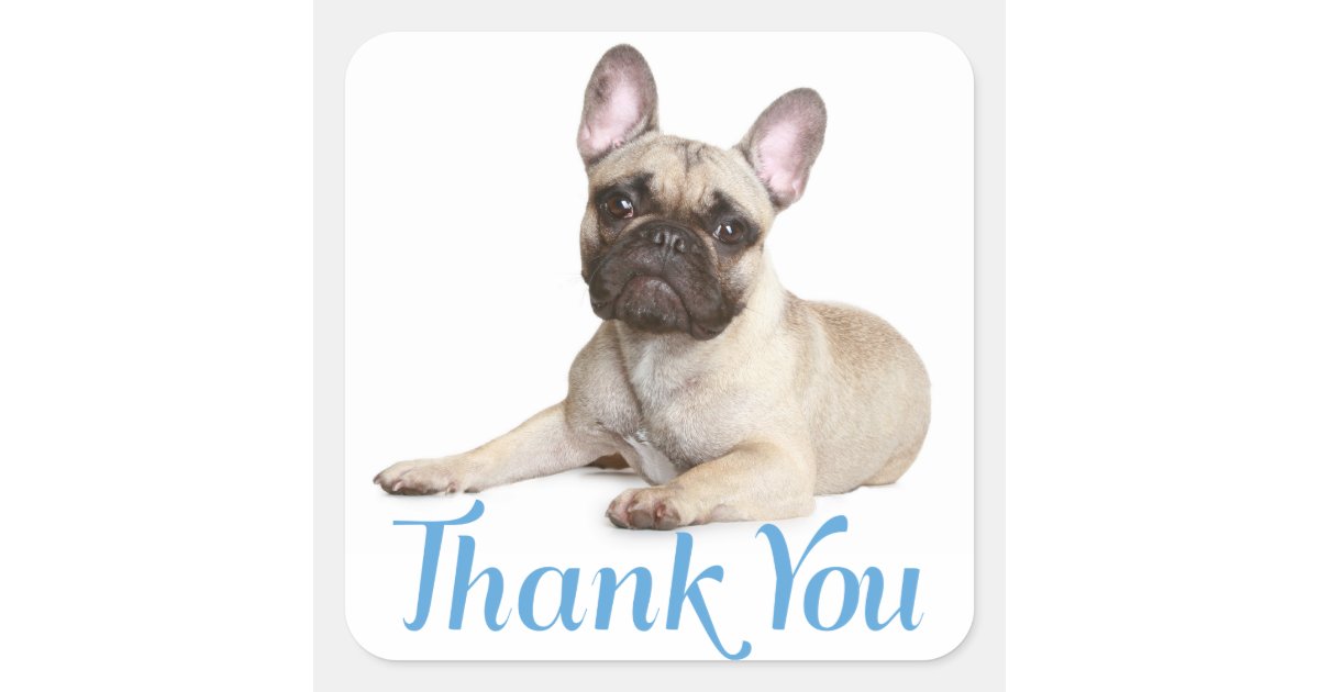 Thank You French Bulldog Puppy Dog Sticker | Zazzle