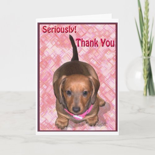 Thank You from A little Dachshund Puppy