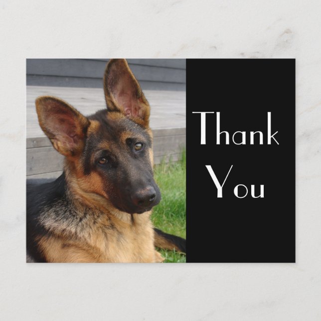 Thank You German Shepherd Puppy Dog Post Card (Front)