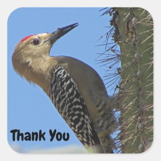 Thank You Gila Woodpecker Photo Bird Appreciation Square Sticker